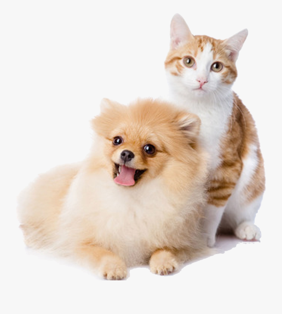 And Play Pet Kitten Dog Cat Cats Clipart - Dog And Cat Png, Transparent Clipart