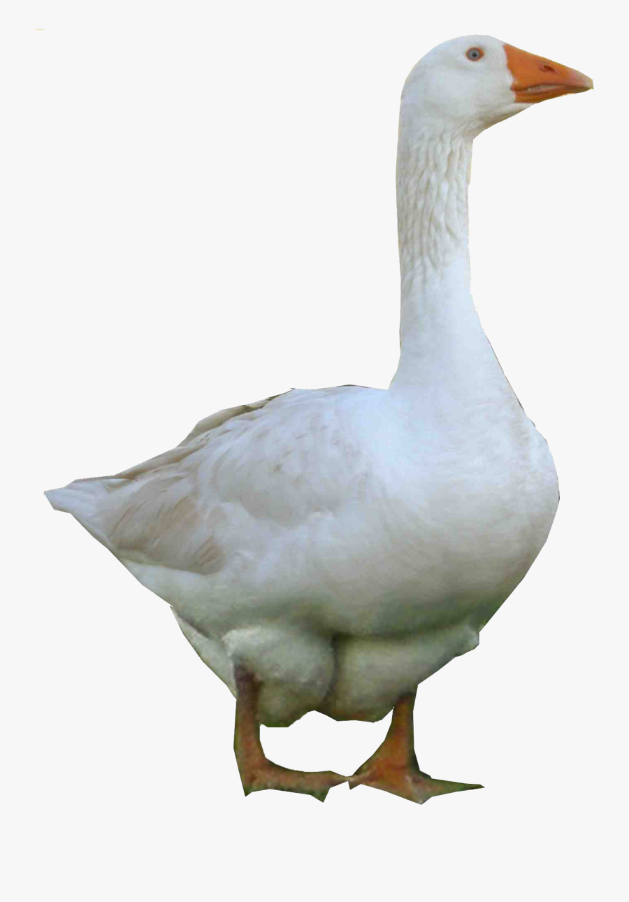 Clip Art Hd Transparent Images Pluspng - Goose Png, Transparent Clipart