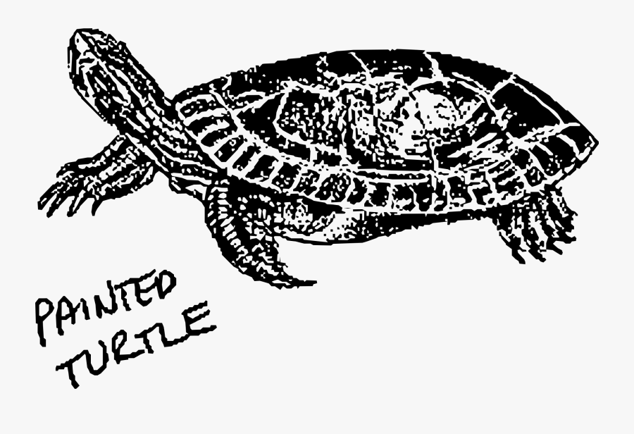 Painted Turtle Clip Arts - Turtle, Transparent Clipart