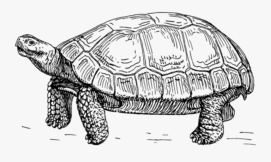 Turtle,reptile,art - Tortoise Black And White, Transparent Clipart