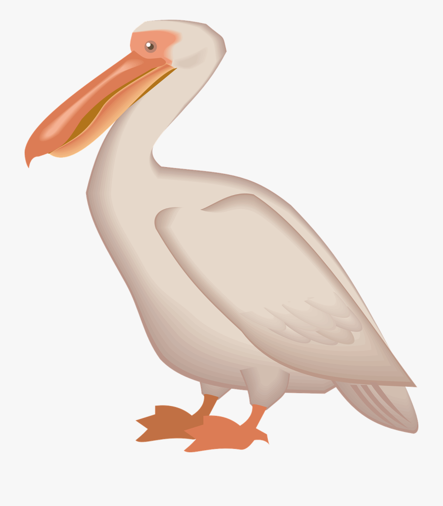 Pelican Clipart Png, Transparent Clipart