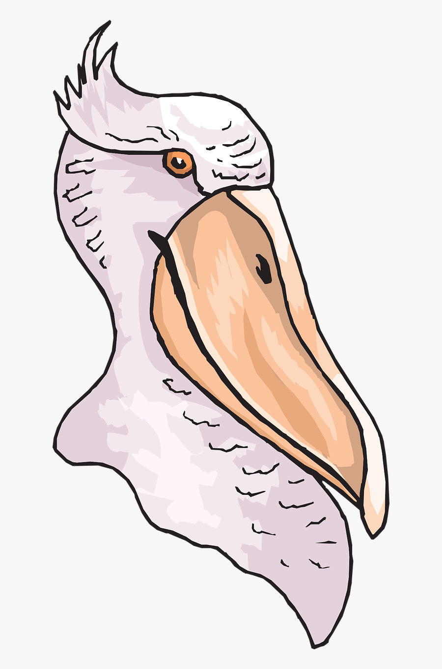 Head Bird Pelican Free Picture - Cabeza De Un Pelicano, Transparent Clipart