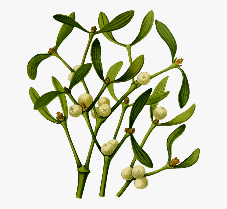 Plant,flora,commodity - Sprig Of Mistletoe Dnd, Transparent Clipart