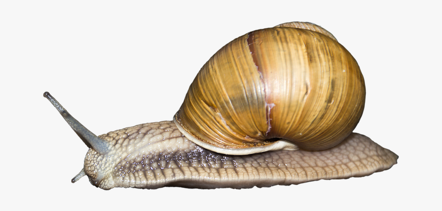 Snail Seashell Gastropod Shell Gastropods Animal - Transparent Background Snail Png, Transparent Clipart