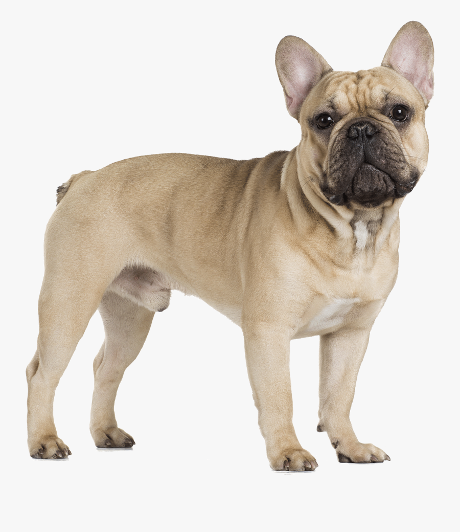 French Bulldog Cavalier King Charles Spaniel Pug - Transparent Background French Bulldog Png, Transparent Clipart