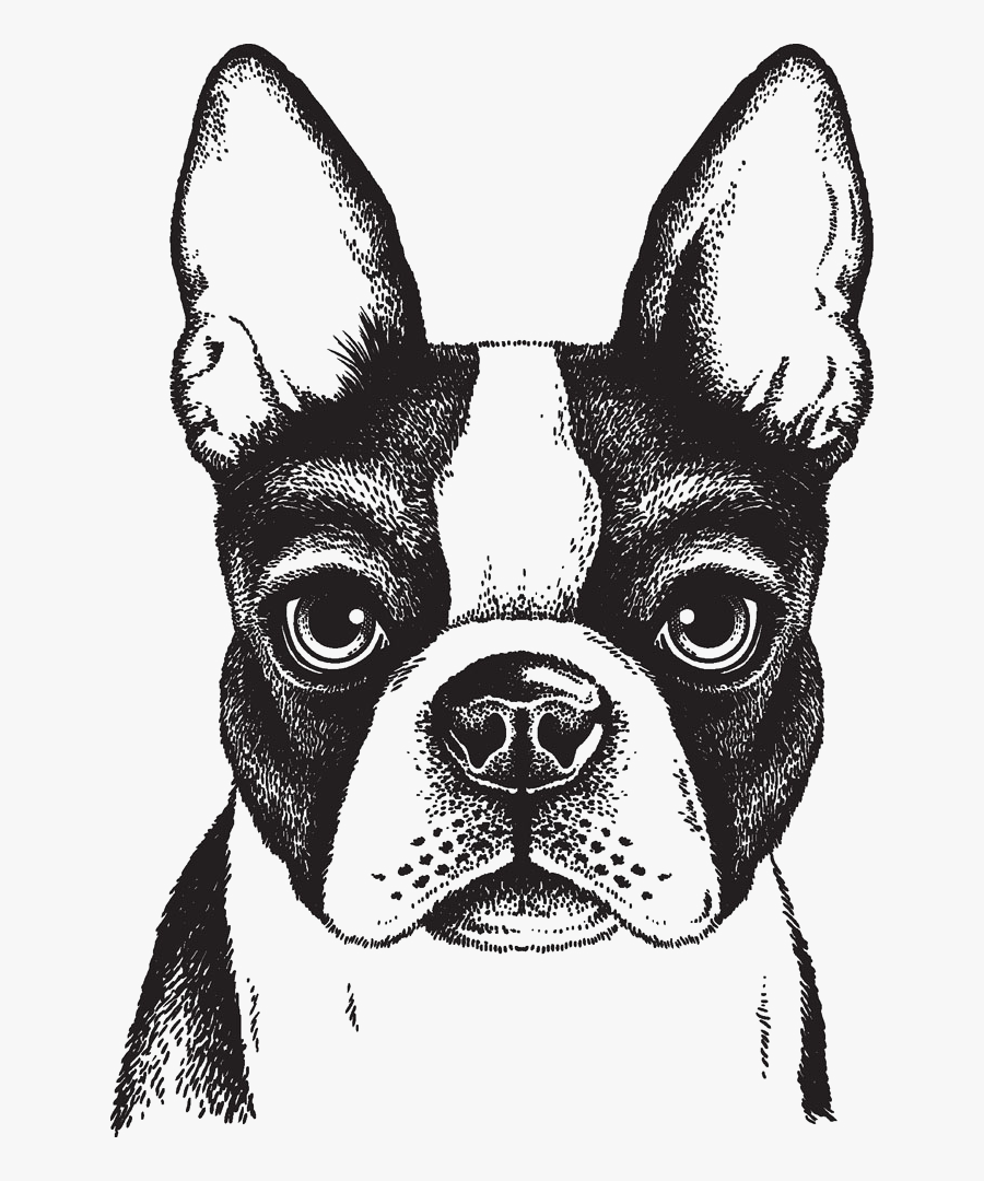 Dog,mammal,boston Group,french Bulldog,companion Dog,whiskers,ancient - Boston Terrier Head Drawing, Transparent Clipart