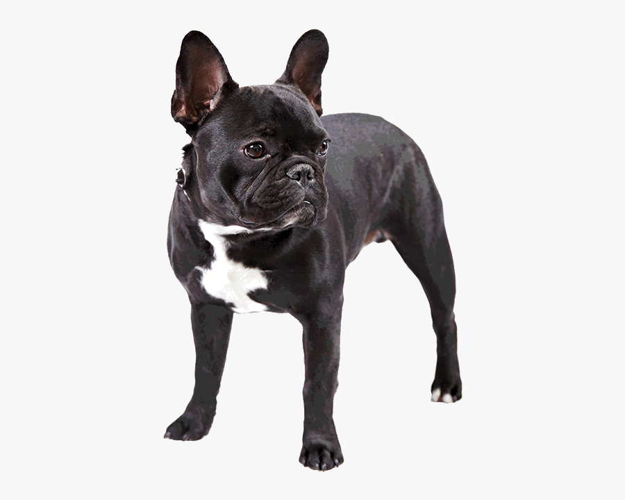 French Bulldog Png - Puppy French Bulldog Clipart, Transparent Clipart