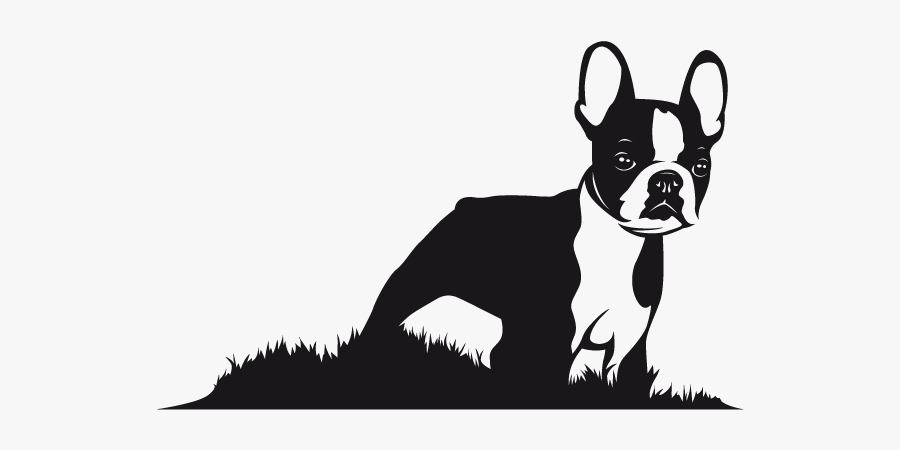 Terrier Drawing French Bulldog Transparent & Png Clipart - Boston Terrier Vector Art, Transparent Clipart