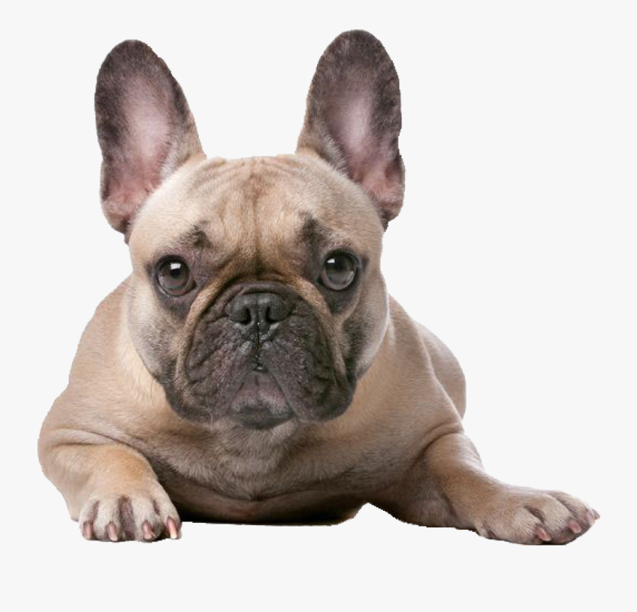 French Bulldog And Jack Russell, Transparent Clipart