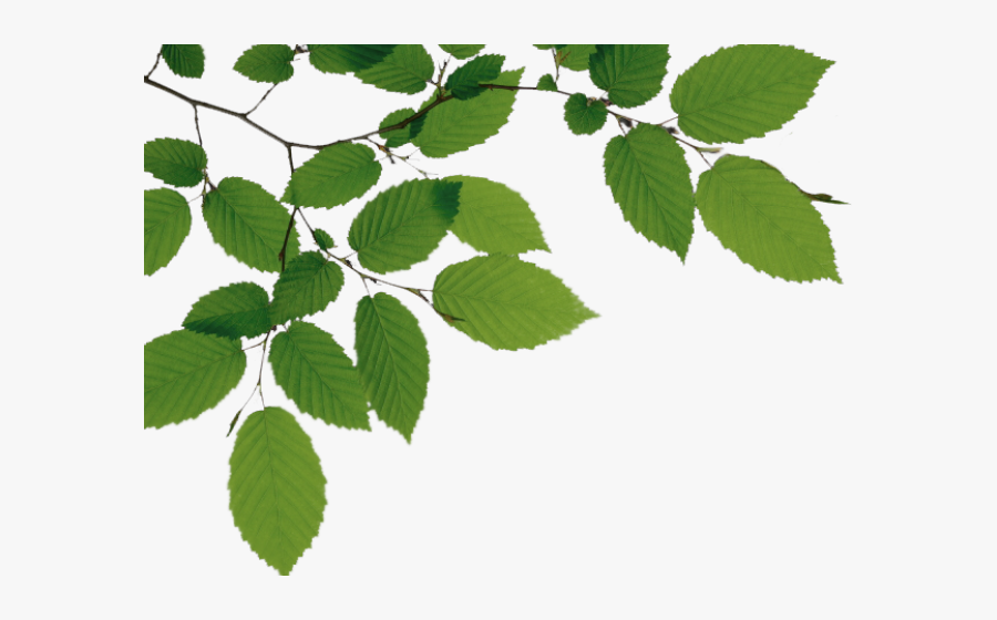 Birch Clipart Branch Leave - Tree Branch Png, Transparent Clipart