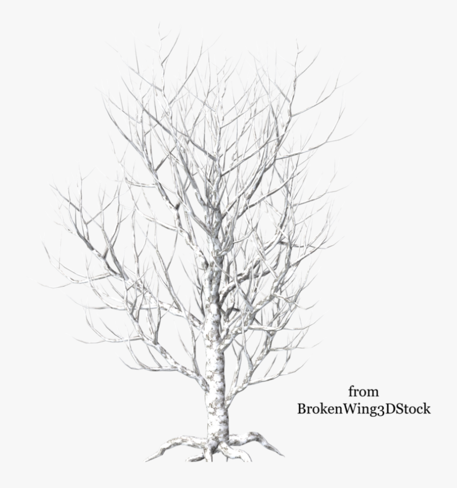 Winter Birch Tree Png - River Birch, Transparent Clipart