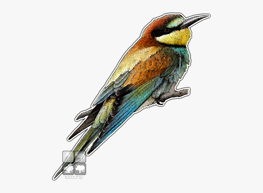 Bluejay Drawing Blue Robin Transparent Png Clipart - Bee Eater, Transparent Clipart