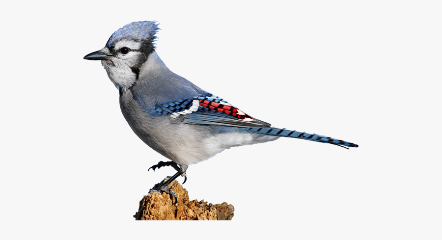 Red Blue Jay, Transparent Clipart