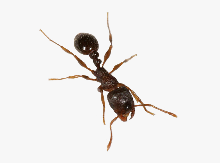 Ant Png Transparent Images - Transparent Background Ant Transparent, Transparent Clipart