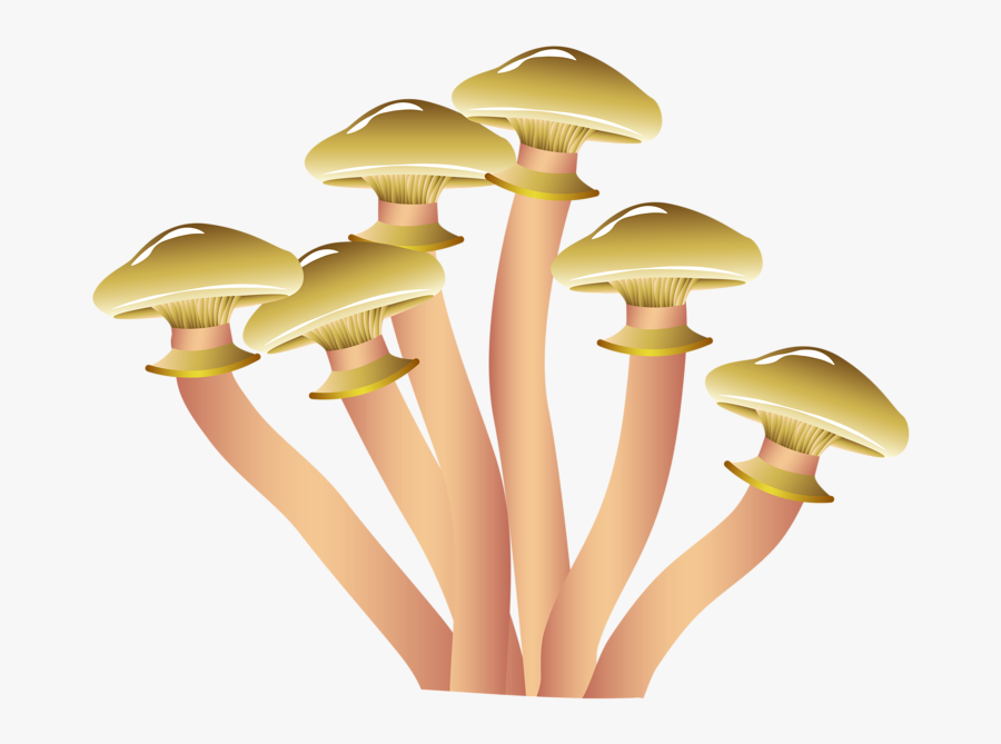 Morchella Esculenta Conica Edible - Tres Clases De Hongos, Transparent Clipart