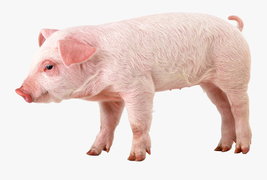 Pig Png, Transparent Clipart