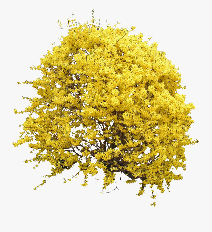 Yellow Tree Top View , Free Transparent Clipart - ClipartKey