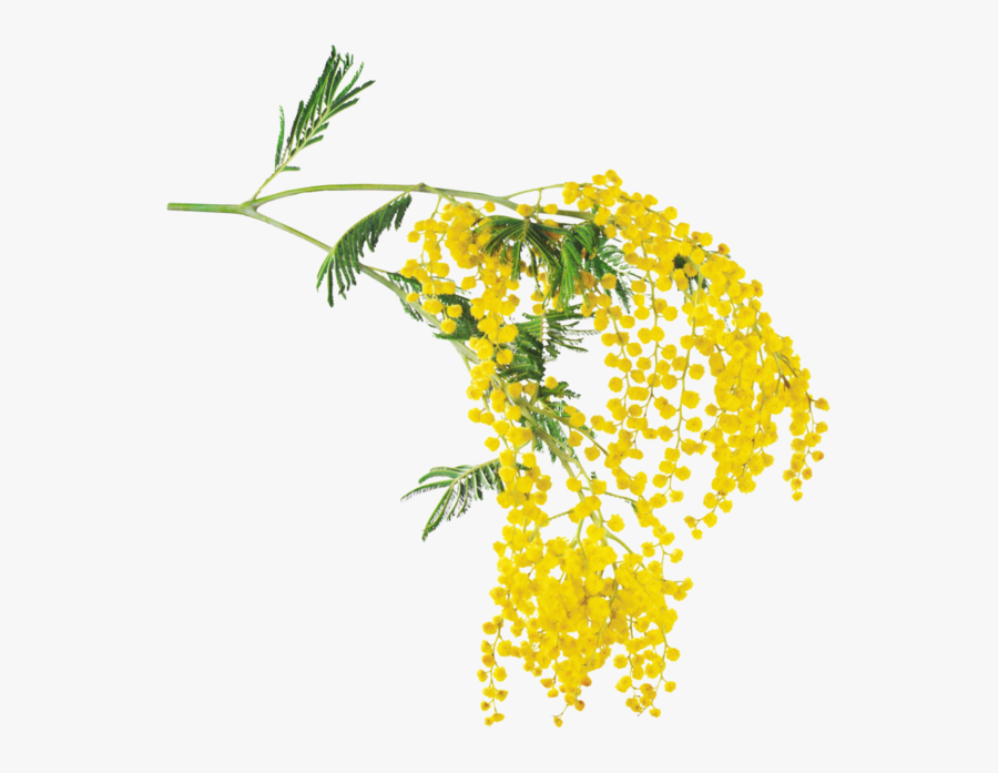Mimosa - Dessin Mimosas, Transparent Clipart