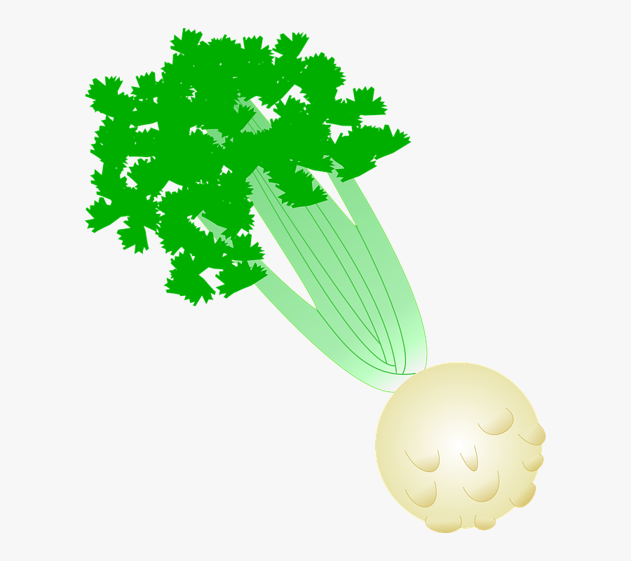 Celery With Root - Weight Loss Juicer Ingredients, Transparent Clipart