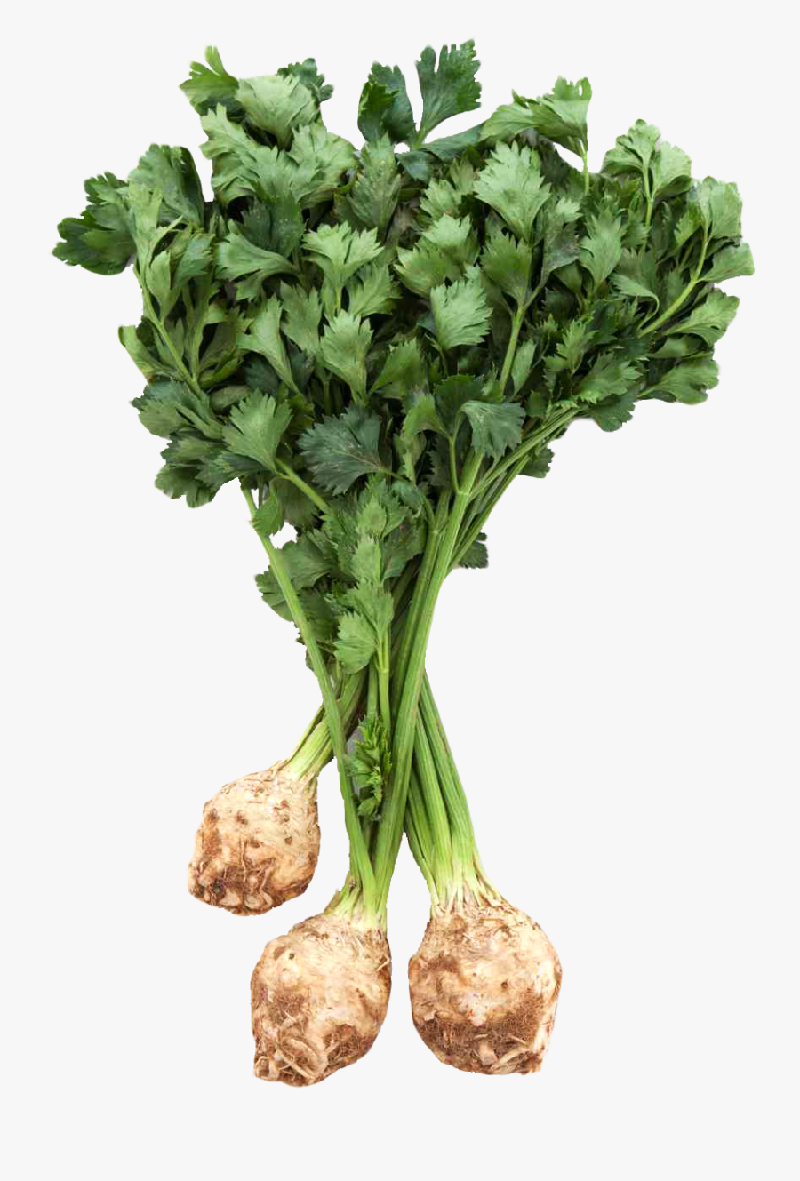 Celeriac Png, Transparent Clipart