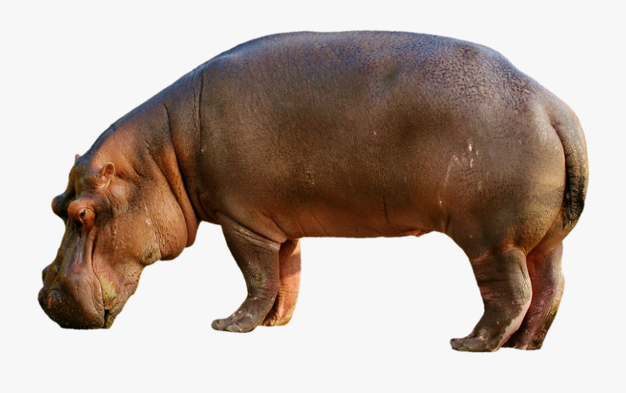Hippopotamus Png, Transparent Clipart