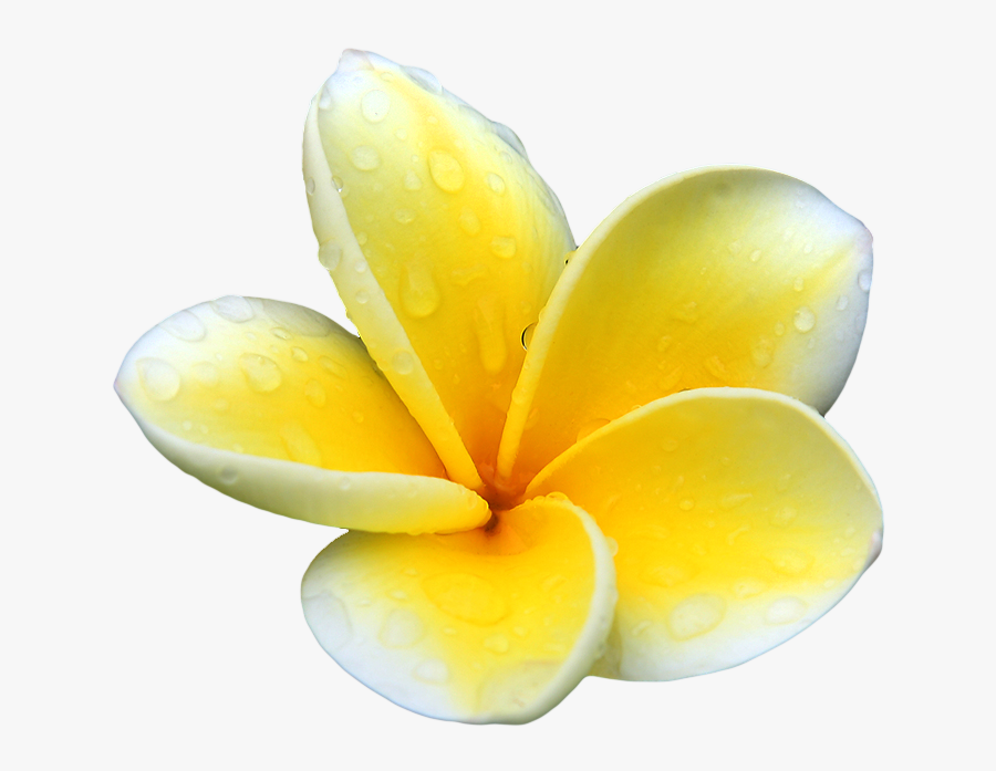 Plumeria Png Picture - Transparent Background Plumeria Png, Transparent Clipart