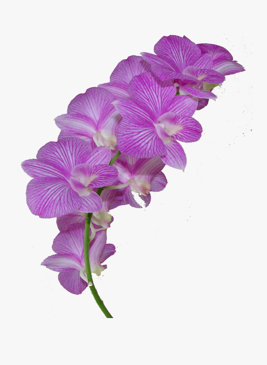 Lavender - Orchid Flower Crown Transparent, Transparent Clipart