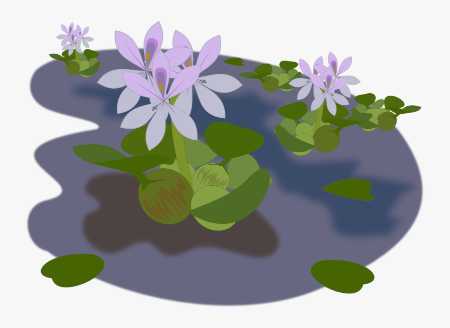 Pond Free To Use Clipart - Water Hyacinth Clipart, Transparent Clipart