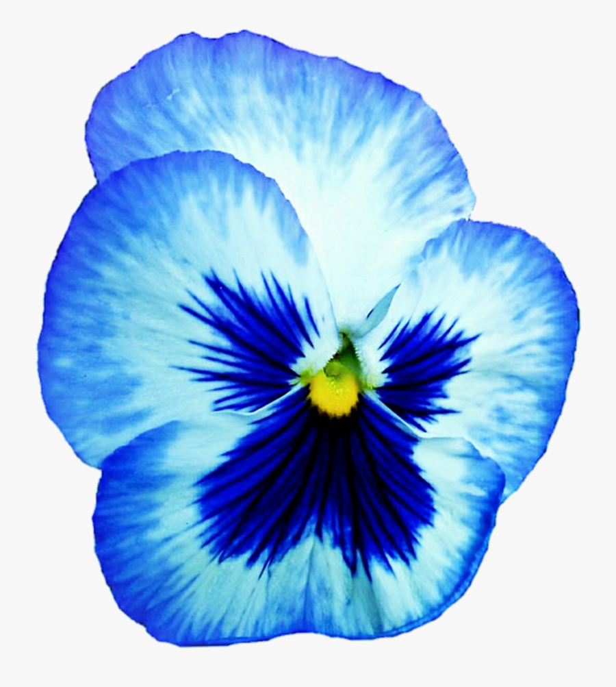 Pansy Blue Clipart - Pansy Clipart Png, Transparent Clipart