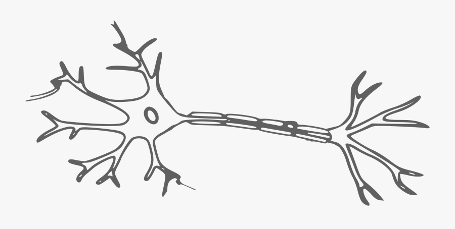 Clipart - Neuron Clipart, Transparent Clipart