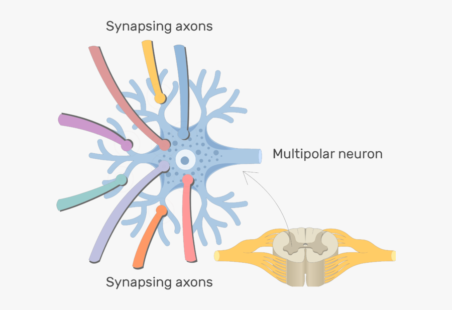 Neuron Clipart Generic - Labeled Parts Of A Multipolar Neuron, Transparent Clipart