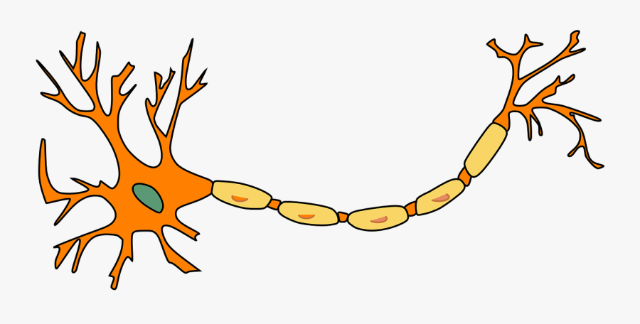 Neuron Clipart, Transparent Clipart