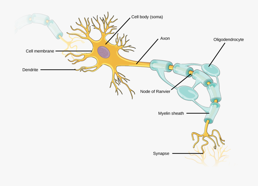 Transparent Neuron Clipart - Parts Of A Neuron Labeled , Free ...