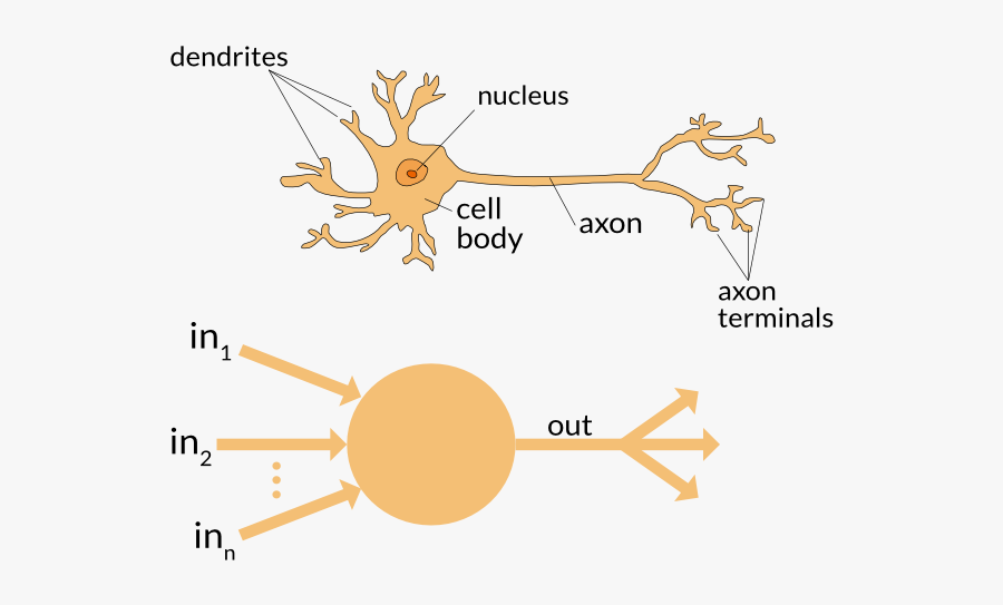 Jpg Royalty Free Download Building An Artificial In - Neural Network Vs Brain, Transparent Clipart