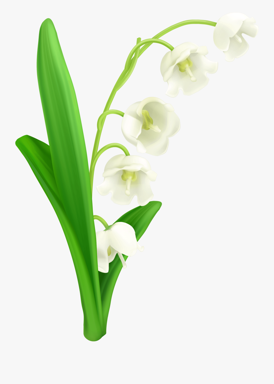 Lily Of The Valley Png Clipart - Lily Of The Valley Png, Transparent Clipart
