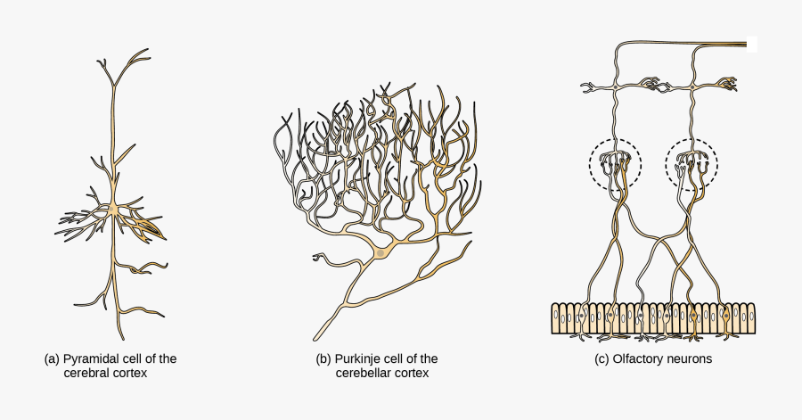 Part A Shows A Pyramidal Cell With Two Long, Branched - Cnx Org Neuron, Transparent Clipart