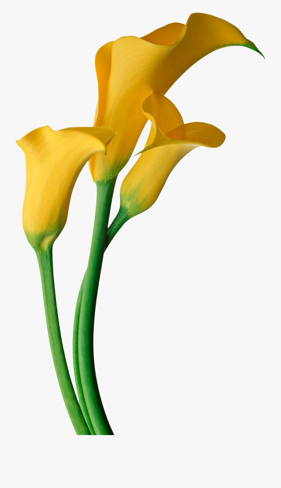 Drawing Lilly Asiatic Lily Huge Freebie Download - Yellow Calla Lily Png, Transparent Clipart