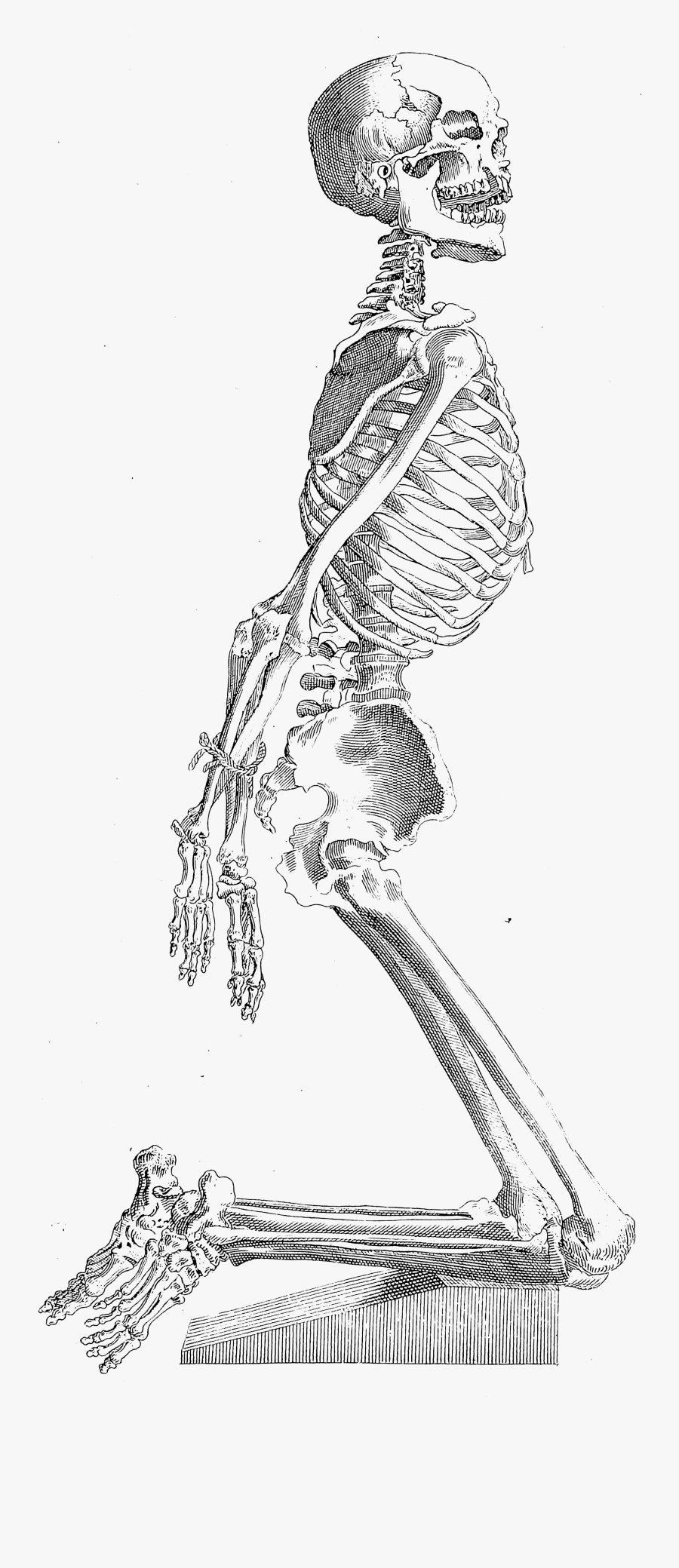 Old Print Art Unsorted - Full Body Skeleton Drawing, Transparent Clipart