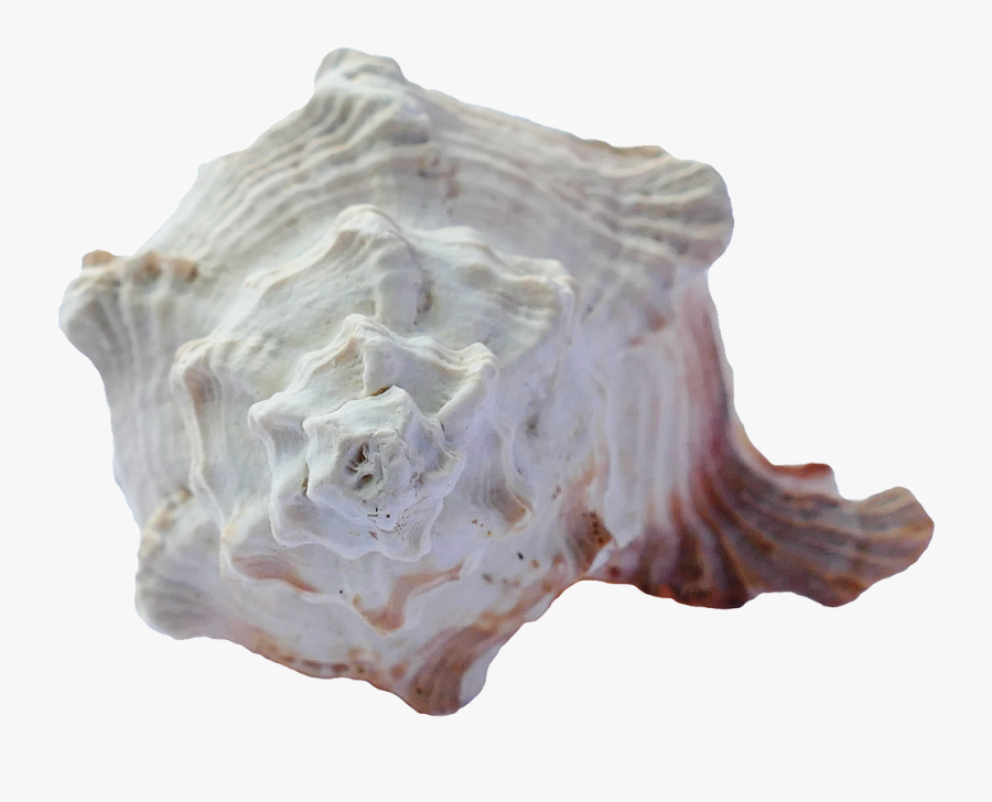 Seashell, Transparent Clipart