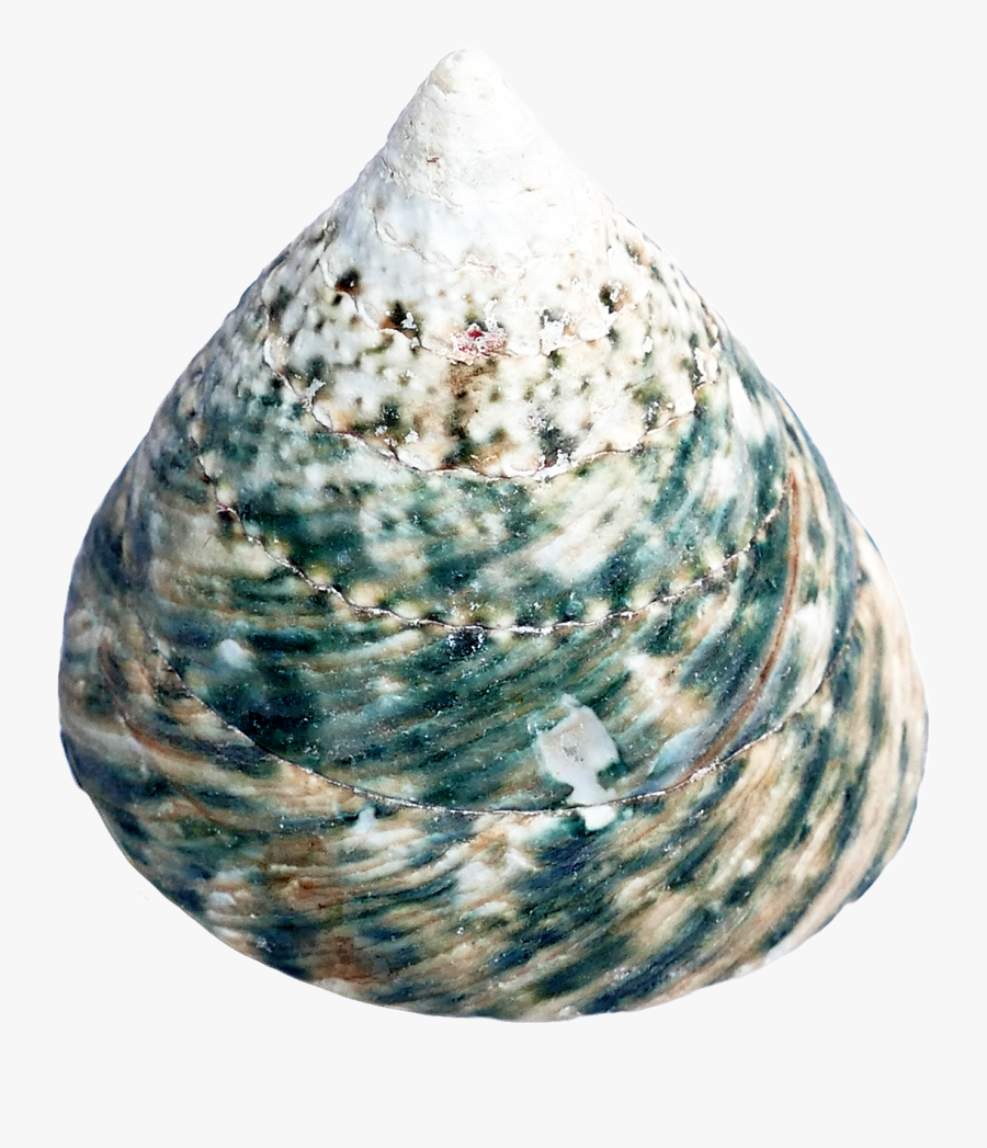 Sea-shell - Shell, Transparent Clipart