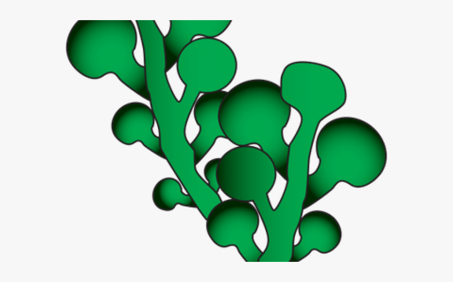 Картинка водоросли для детей на прозрачном фоне для детей
