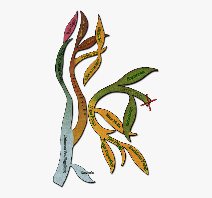 In The First Aquatic Plants, Tissues For Support And - Thallophyta Png, Transparent Clipart