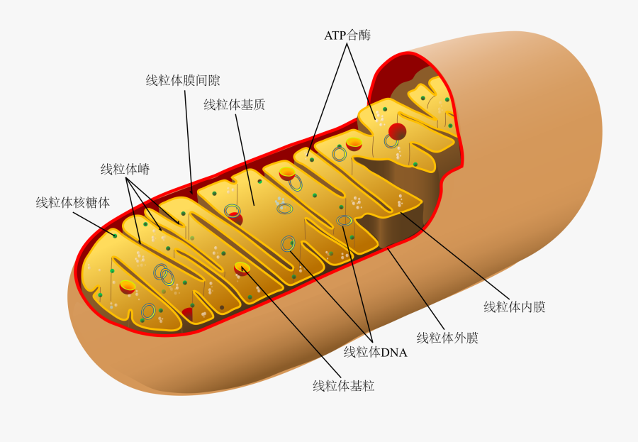 File Animal Mitochondrion Diagram Clipart , Png Download - Mitochondrion Transparent, Transparent Clipart