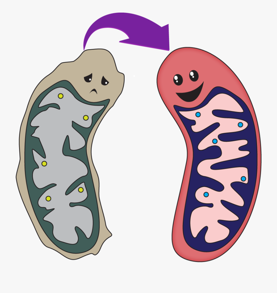 Mitochondria Cartoon No Background, Transparent Clipart