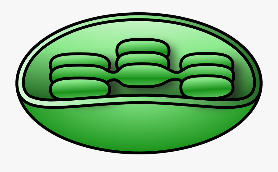 Chloroplast Clipart, Transparent Clipart