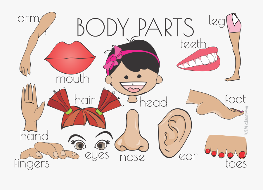 Clip Art Cartoon Body Part - Flash Cards Parts Of The Body Printable, Transparent Clipart