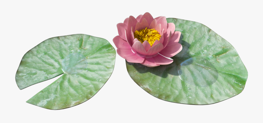 Water Lily Pond Png Transparent Lily Pad Png Free Transparent Clipart Clipartkey