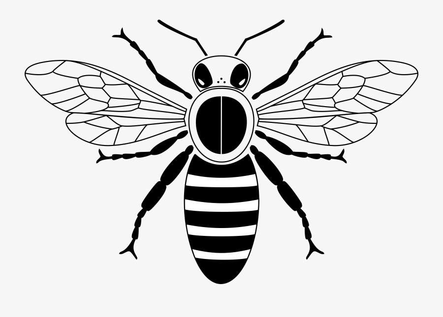 Download Graphic Free Stock Abc Clipart Free Club Image - Clip Art Black And White Honey Bee, Transparent Clipart