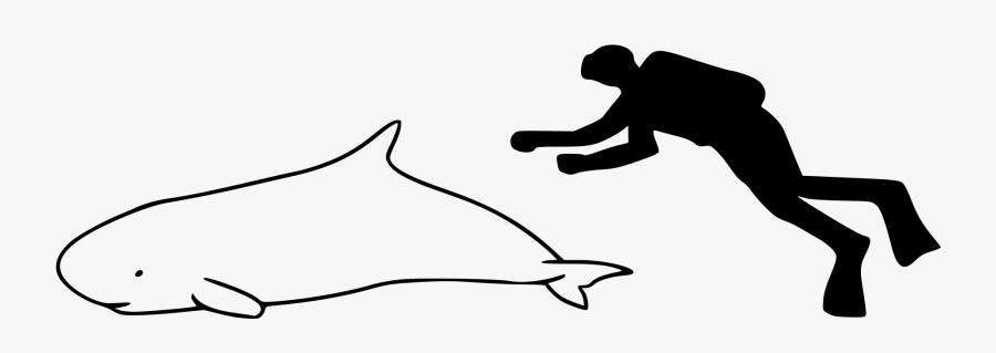 Dwarf Sperm Whale Size Comparison Clipart , Png Download - Dwarf Sperm Whale Size, Transparent Clipart