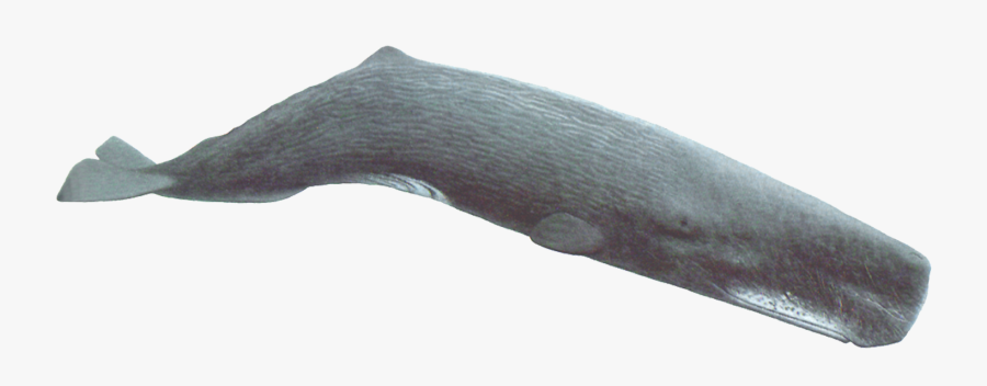 Sperm Whale No Background, Transparent Clipart